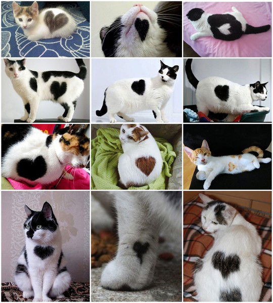 Владимир & Елена