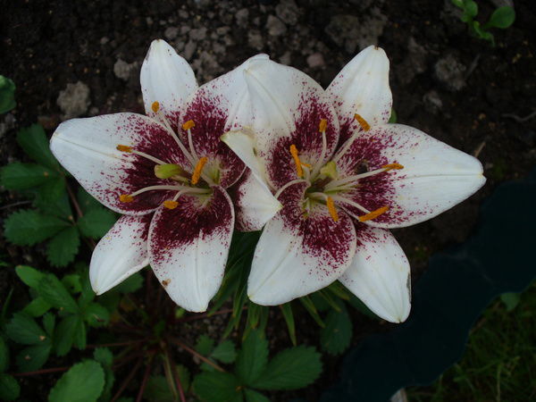 Лариса Звездина