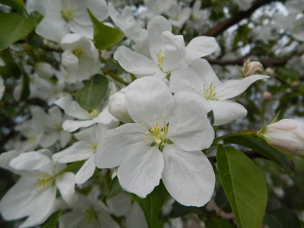 Елена Ириткова