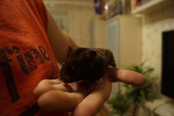 Вадим Гелай