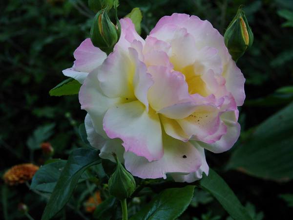 Татьяна Максимова