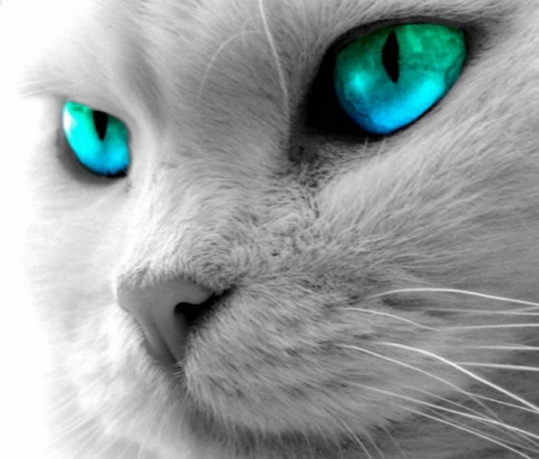 Александр Бурлачко