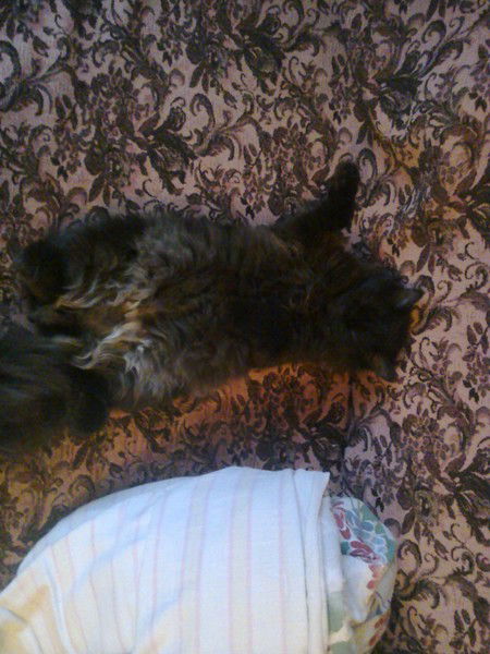 Александр Перов