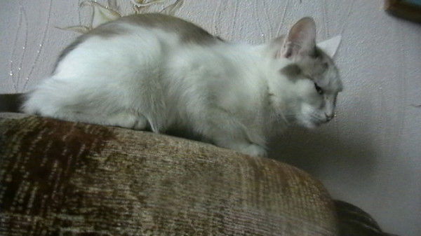 Ольга Бархатова