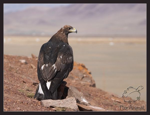 Дархан Тлеубаев