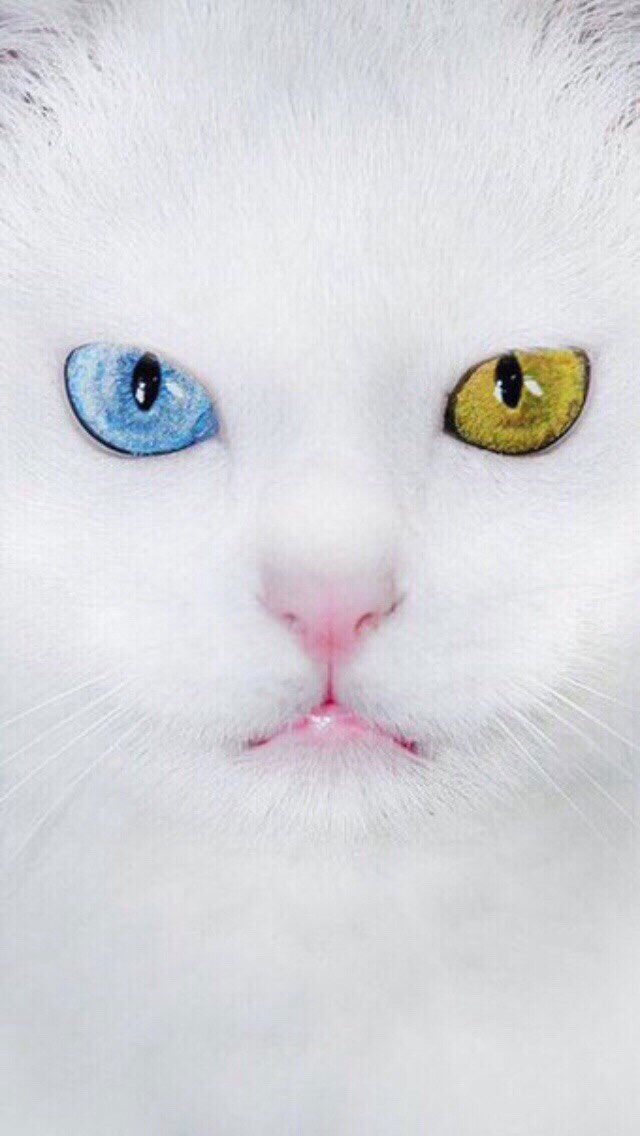 асель жанибекова