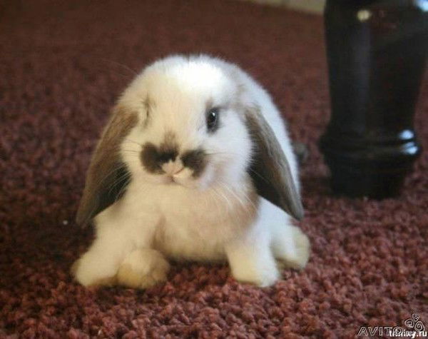 Екатерина Богданова