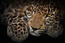 Анаа Трушина