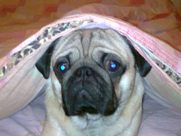 Максим Курченко