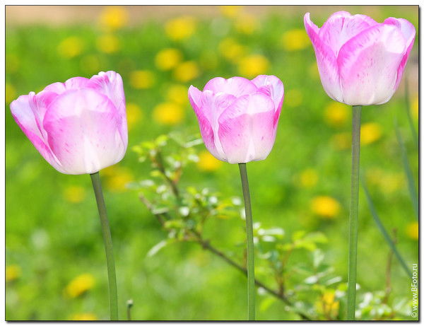 Валентина Маськина