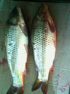 Александр Иваницкий