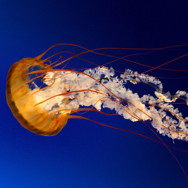 Азамат Алиев