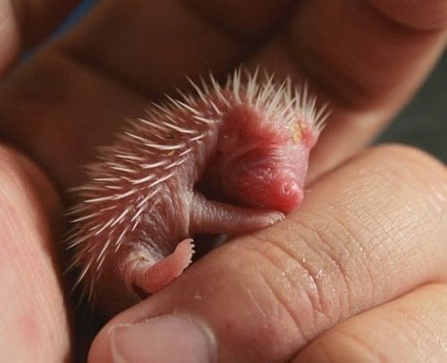 Морис Бакунин