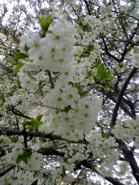 Светлана Гринёва