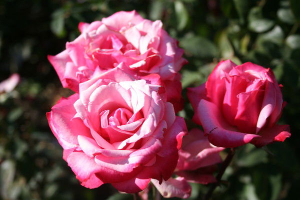 Инна Рычкова