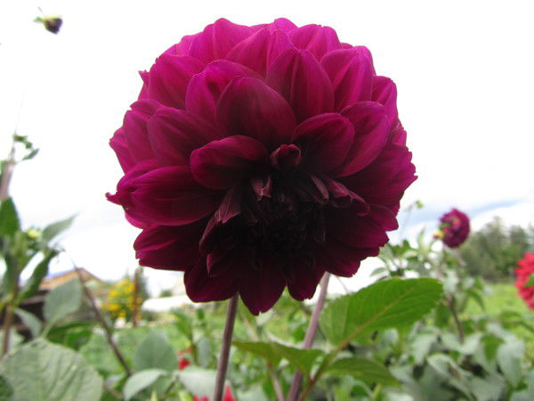 Надежда Гавриловна