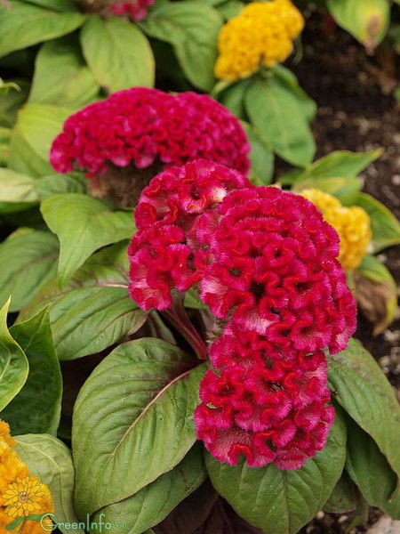 Галина Бутылина