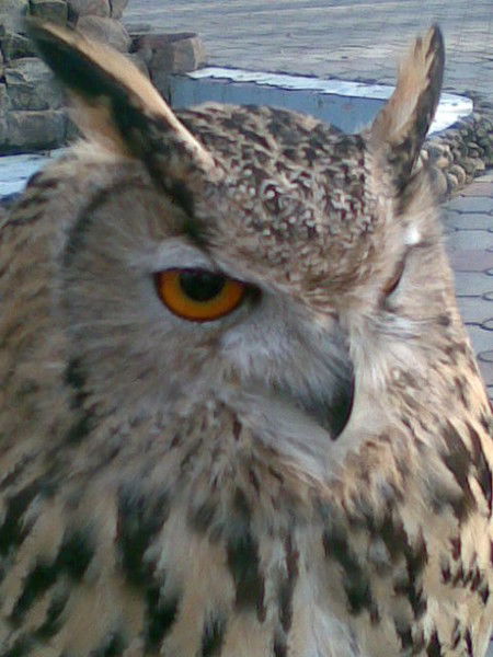 Виктория Сидоранова