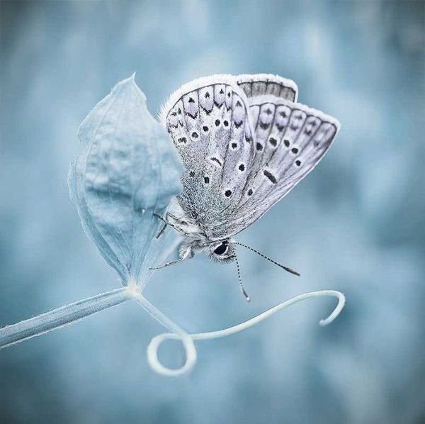 Алена Скрипниченко