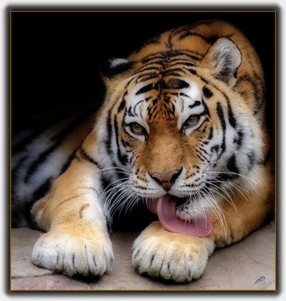 Борис Плющий