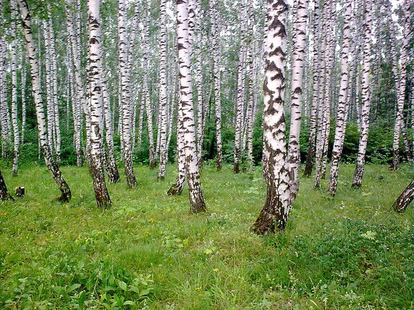 Владислав Бахтияров
