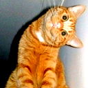 Дмитрий Тимофеев