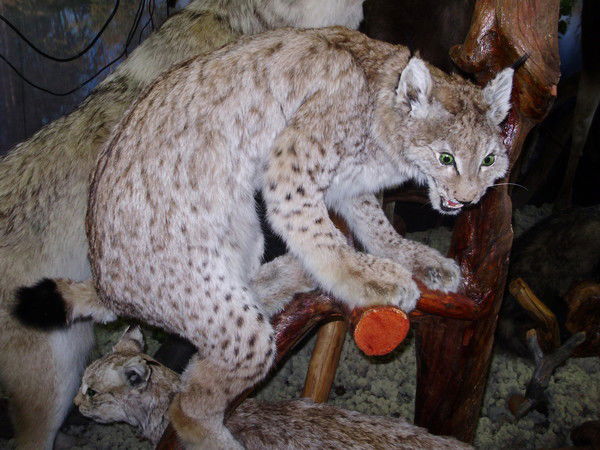 Павел Романов