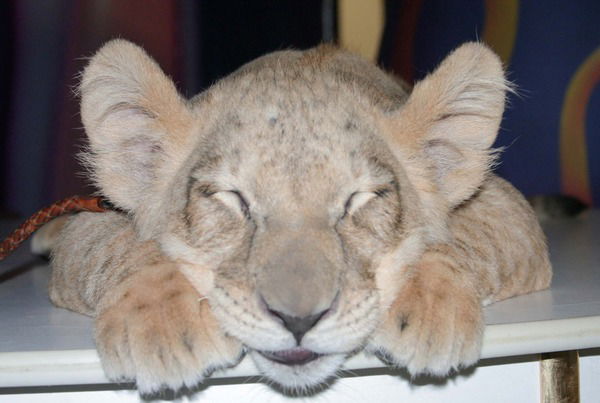 Серафима Дарсалия