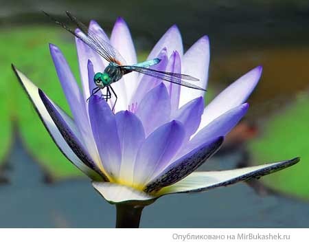 Светлана Мокрицкая