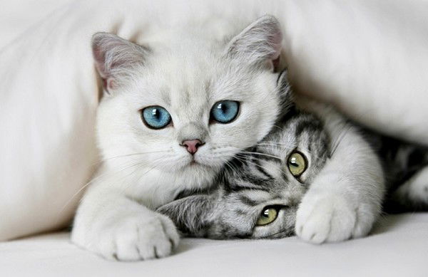 Светлана Мискевич