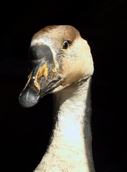 Сергей Гусаров