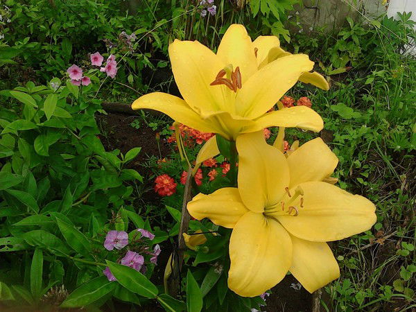 Наталья Петрова