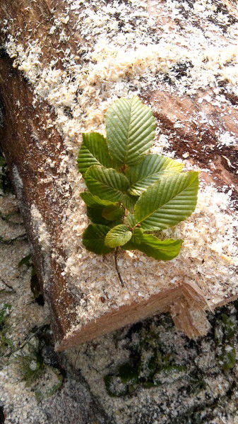Наташа Гарбина