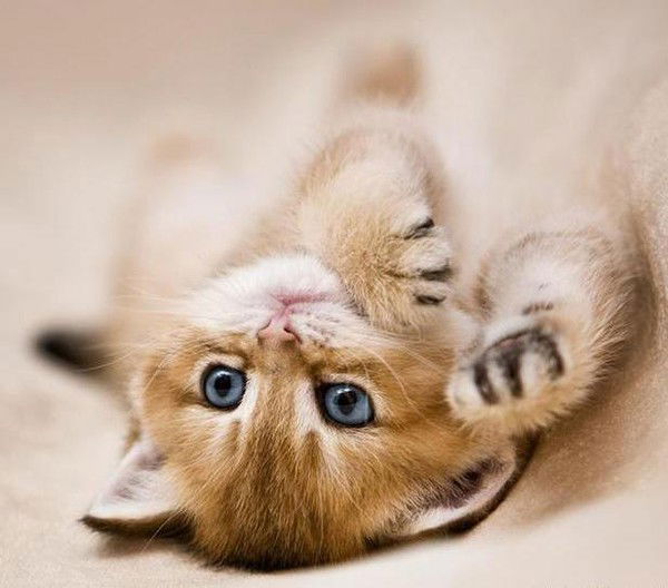 Елена Борисова