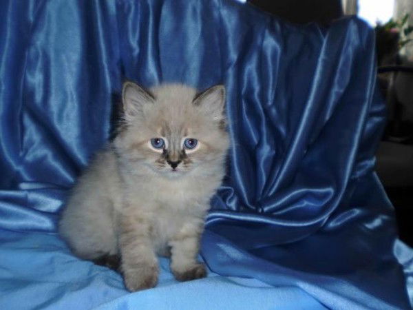 Света Лупич