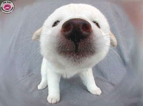 Юлия Макренская