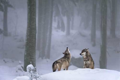 Жайык Семкулов