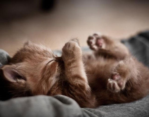 Алина Кузька