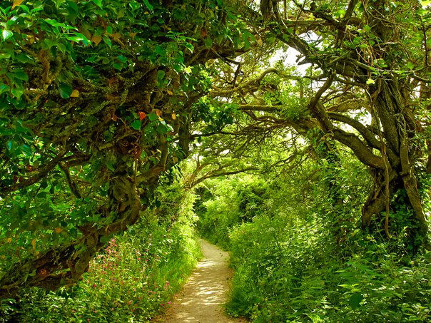 Антаназия Владеску