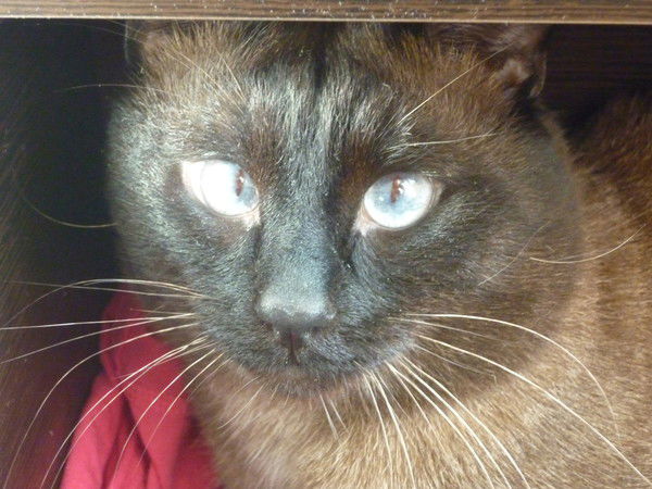 Александра Коптелова