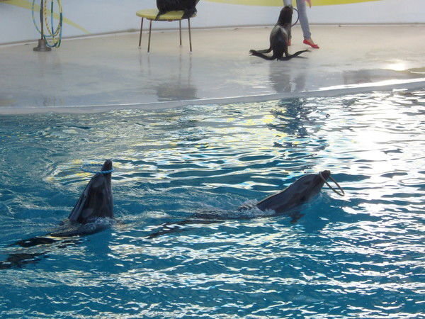 Николай Сильверстов