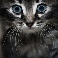 Игорь Горошко