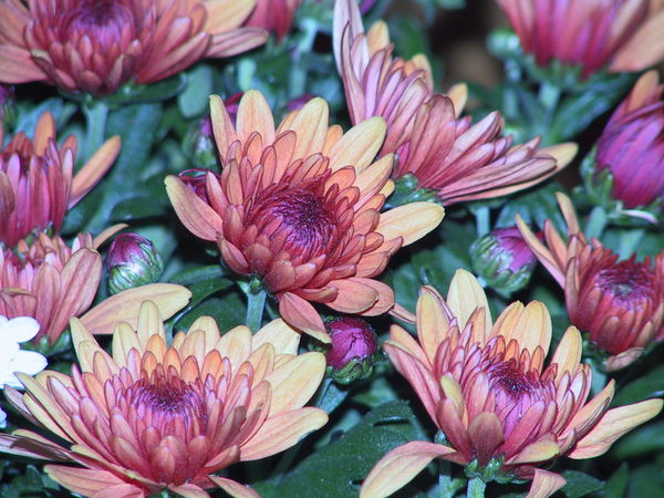 Кристина Егорова