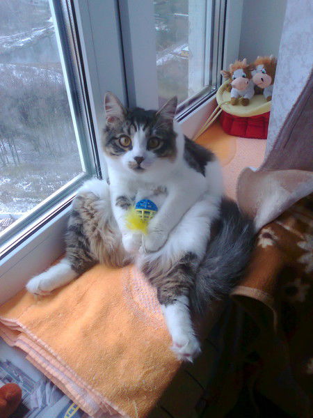 Андрей Добровольский