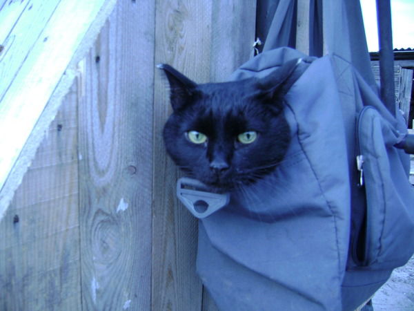 Екатерина Шамина