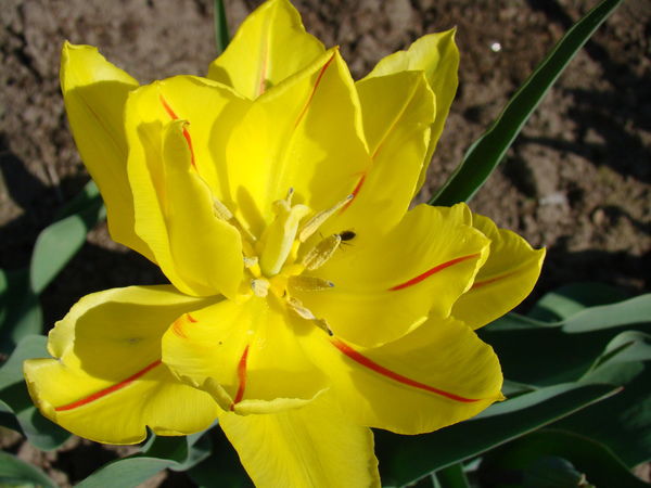 Кудрявцева Татьяна