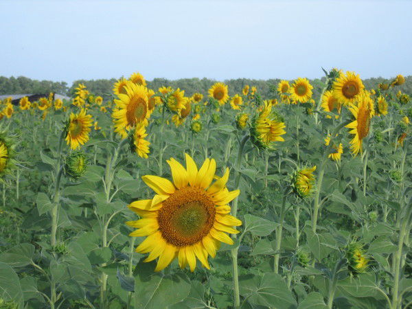 Елена Ковалева