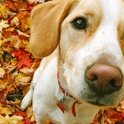 Ангелина Бутома