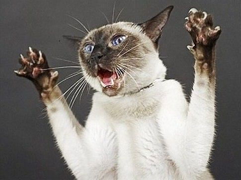 Николай Новолодский