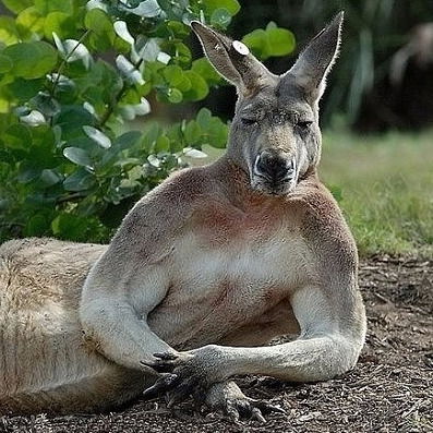 Павел Песеуков